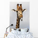 Giraffe Poking Its Tongue Wall Mural
