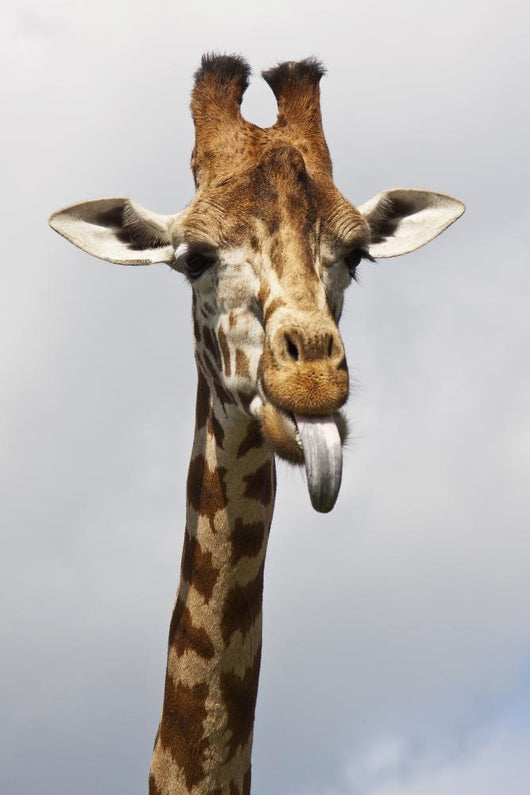 Giraffe Poking Its Tongue Wall Mural