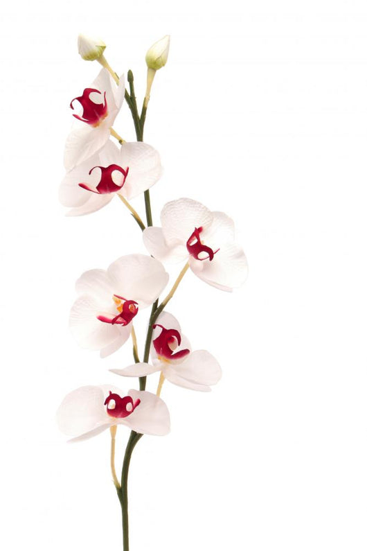 White Orchid Wall Mural