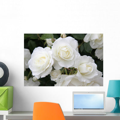 Rose shown on a wall