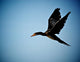 Cormorant Flight