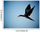 Cormorant Flight