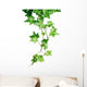 Green Ivy Wall Decal