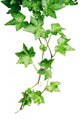Green Ivy Wall Decal
