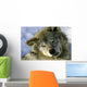 Resting Young Gray Wolf Wall Mural