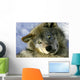 Resting Young Gray Wolf Wall Mural