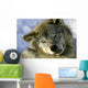 Resting Young Gray Wolf Wall Mural