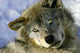 Resting Young Gray Wolf Wall Mural
