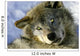 Resting Young Gray Wolf Wall Mural