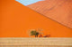 Giant Dunes Wall Decal