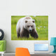 Adult Brown Bear walking amongst grasses Wall Mural