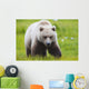 Adult Brown Bear walking amongst grasses Wall Mural