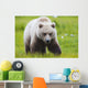Adult Brown Bear walking amongst grasses Wall Mural