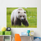 Adult Brown Bear walking amongst grasses Wall Mural