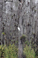 Everglades Loop Road Pinecrest