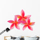 Isolated plumeria, vector illustration Wall Decal