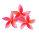 Isolated plumeria, vector illustration Wall Decal