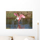 Roseate Spoonbill Hunting Water