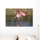 Roseate Spoonbill Hunting Water