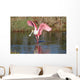 Roseate Spoonbill Hunting Water