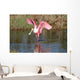 Roseate Spoonbill Hunting Water