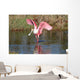 Roseate Spoonbill Hunting Water
