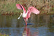 Roseate Spoonbill Hunting Water