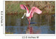 Roseate Spoonbill Hunting Water
