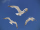 Seagulls Hovering Wall Mural