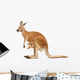 Kangaroo Female with Cub