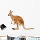 Kangaroo Female with Cub