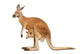 Kangaroo Female with Cub