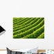 Rows Grapevines Wall Decal