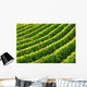 Rows Grapevines Wall Decal
