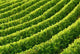 Rows Grapevines Wall Decal