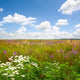 meadow Wall Mural