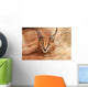 Wild Cat Caracal