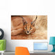 Wild Cat Caracal