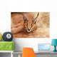 Wild Cat Caracal