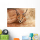 Wild Cat Caracal