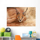 Wild Cat Caracal