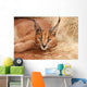 Wild Cat Caracal