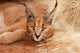 Wild Cat Caracal
