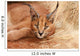 Wild Cat Caracal