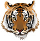 Tiger head Wall Decal