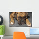 Box Dog