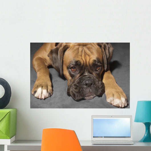 Box Dog