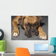 Box Dog
