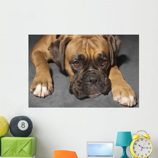 Box Dog