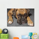 Box Dog